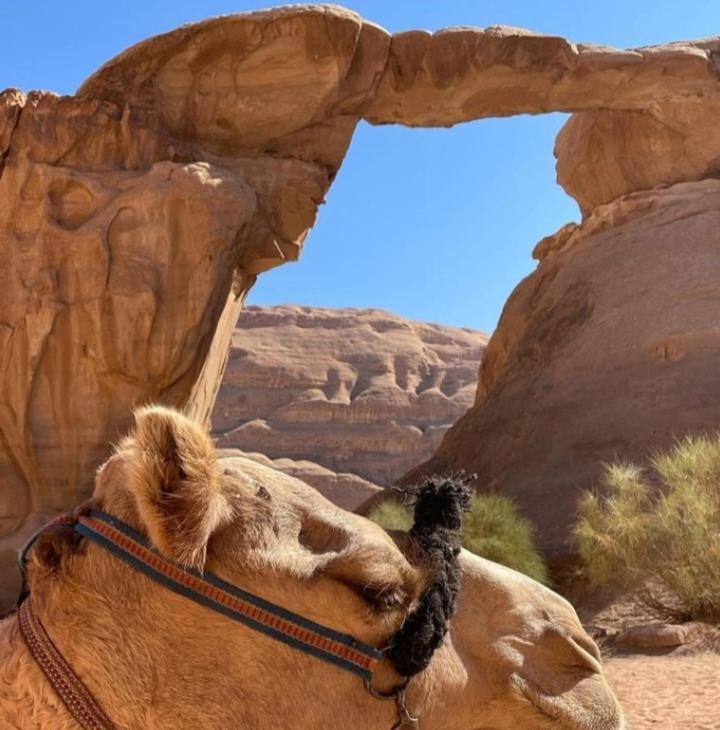 Moon City With Jeep Trips Wadi Rum Exterior foto